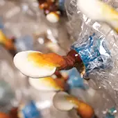 ganoexcelshop-gano-excel-ganoderma-proionta-karkinos-therapeia-dasos-1-ebdomada