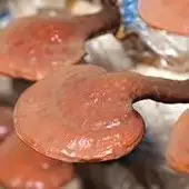 ganoexcelshop-gano-excel-ganoderma-proionta-karkinos-therapeia-dasos-2-mhnes