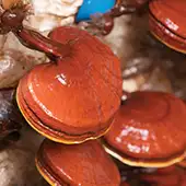 ganoexcelshop-gano-excel-ganoderma-proionta-karkinos-therapeia-dasos-3-mhnes