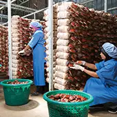 ganoexcelshop-gano-excel-ganoderma-proionta-karkinos-therapeia-sigkomidi